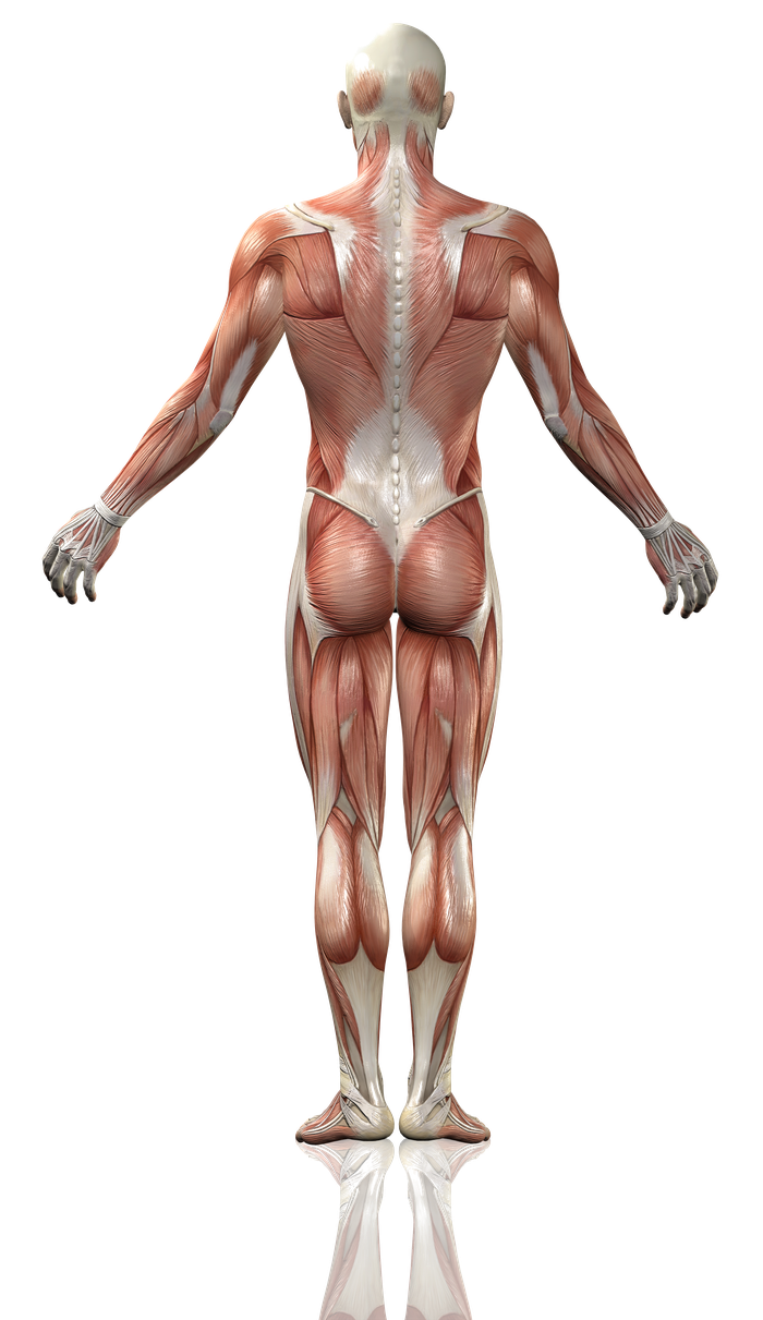 Posterior human anatomy