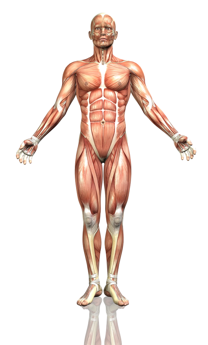 Anterior human anatomy